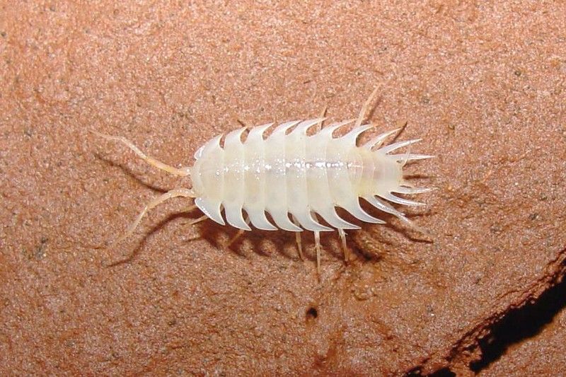 El 'Iuiuniscus iuiuensis' construye refugios de barro esféricos en los que habita durante su muda / Foto: Souza, Ferreira & Senna