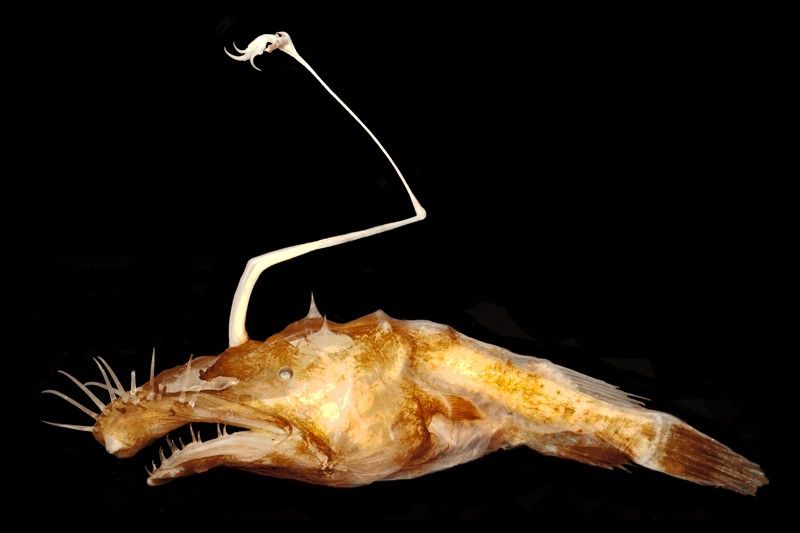 El nuevo rape 'Lasiognathus dinema' fue descubierto en el Golfo de México / Foto: : Theodore W. Pietsch - University of Washington