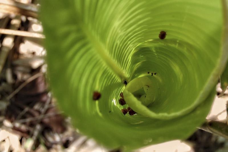 El 'Phytotelmatrichis osopaddington' es tan pequeño que para cubrir una pulgada habría que poner en fila a 25 de ellos / Foto: Michael Darby