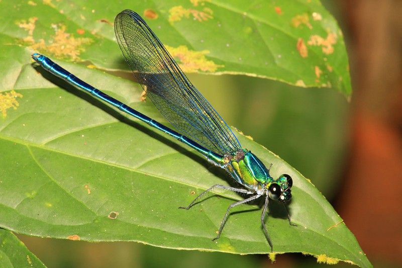 El 'Umma gumma' es uno de los numerosos caballitos del diablo y libélulas identificados en África el pasado año / Foto: Jens Kipping