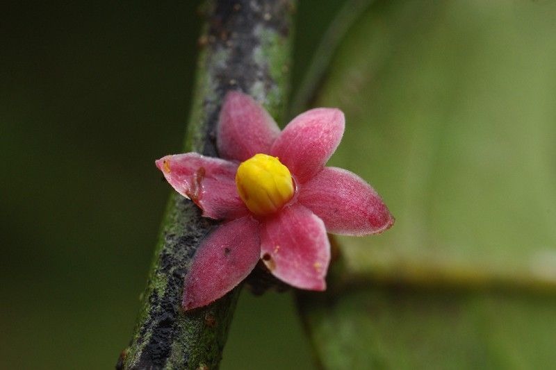 La 'Sirdavidia solannona' ha pasado desapercibida durante años en una de las zonas más estudiadas de Gabón / Foto: Thomas Couvreur