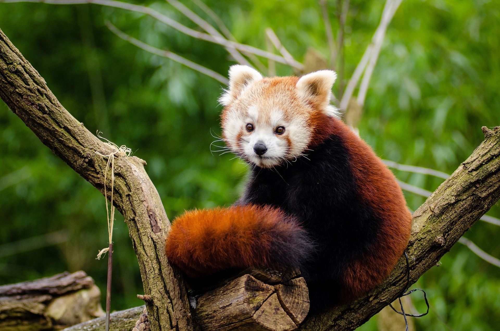 El panda rojo se halla dentro de las especies en peligro de extinción / Foto: Pixabay
