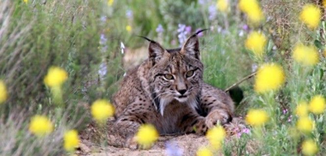 Un ejemplar descansa semioculto por la vegetación / Foto: Programa de Conservación Ex-situ del Lince Ibérico