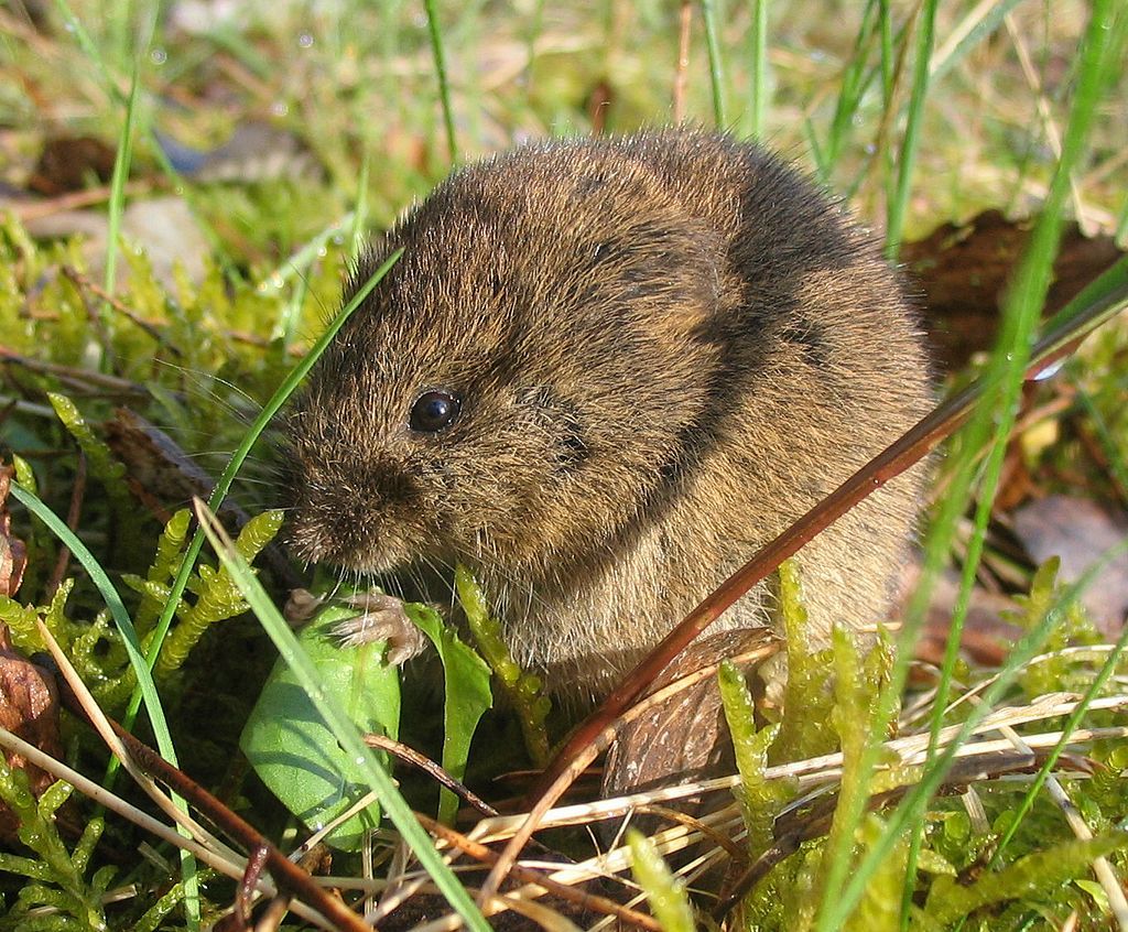 Ejemplar de topillo campesino ('Microtus arvalis') / Foto: Wikipedia CC BY-SA 3.0