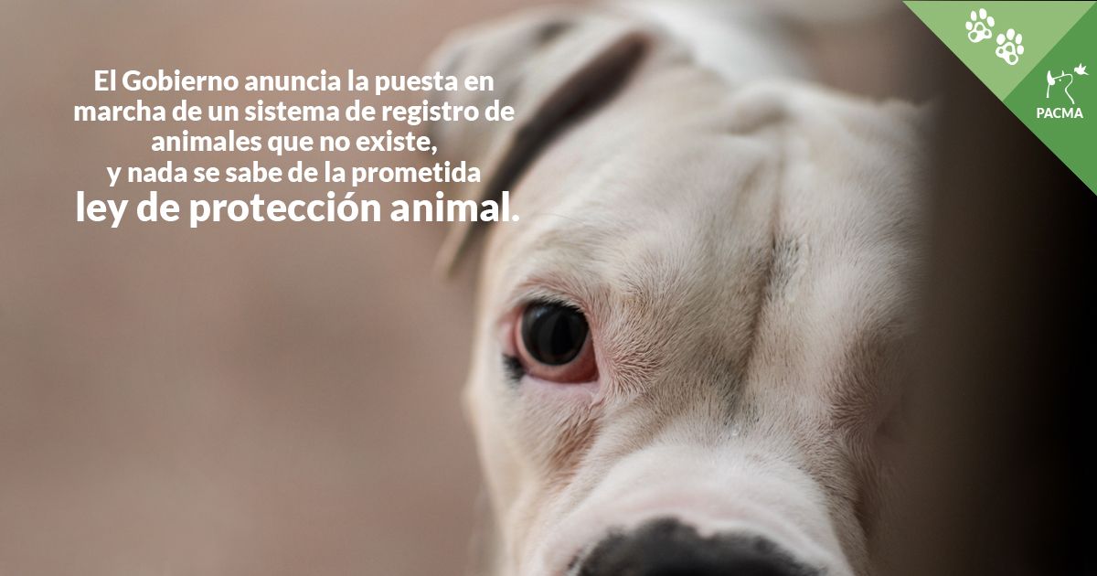 El Gobierno retrasa la ley de protección animal sin explicación / Imagen: PACMA