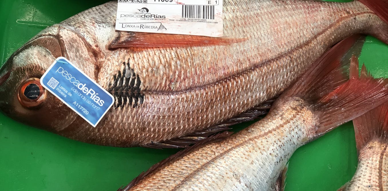 Besugos certificados con etiquetas pescadeRias (flota artesanal) en la lonja de Ribeira (A Coruña) / Foto: Gumersindo Feijoo - The Conversation