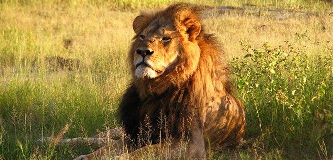 El emblemático Cecil fue abatido en 2015 por el estadounidense Walter Palmer / Foto:  Daughter#3 - Wikipedia