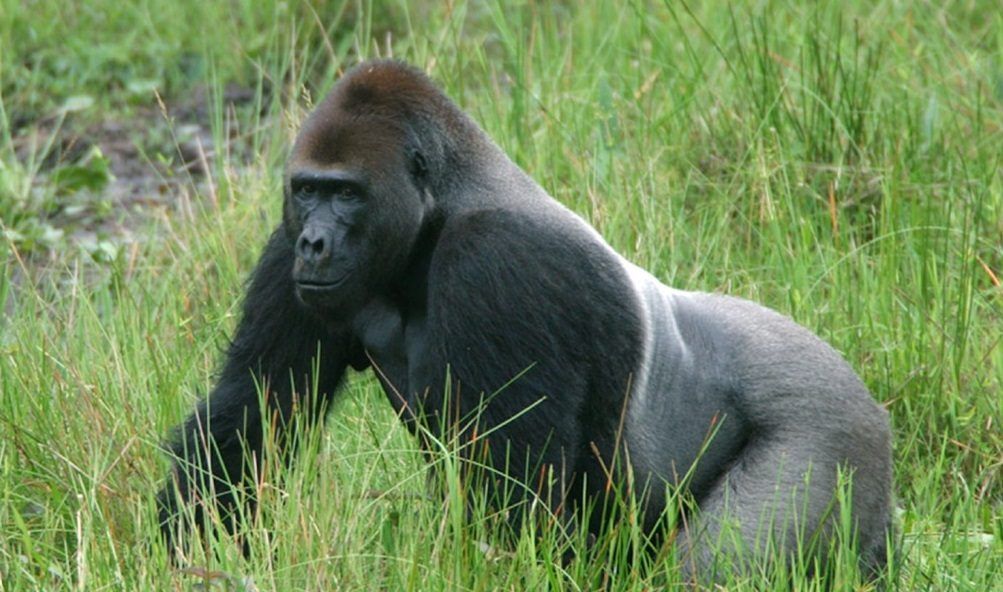 Gorila de espalda plateada / Foto: Wikikedia
