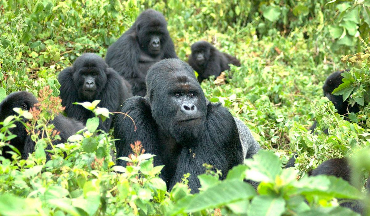 Gorila de montaña / Foto: Wikipedia