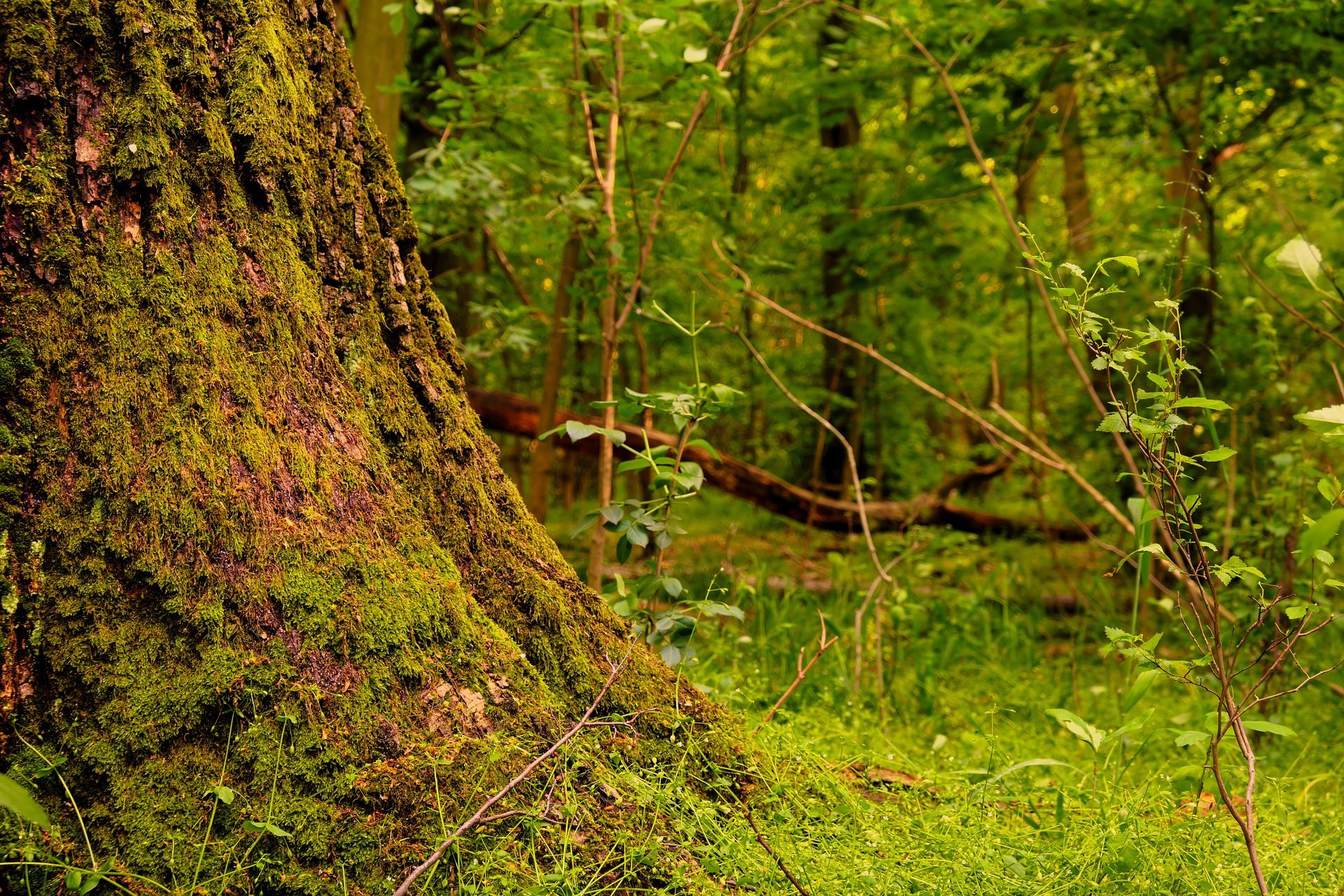 Los bosques brindan servicios estratégicos para luchar contra el cambio climático / Foto: Pedro Wroclaw - Pixabay