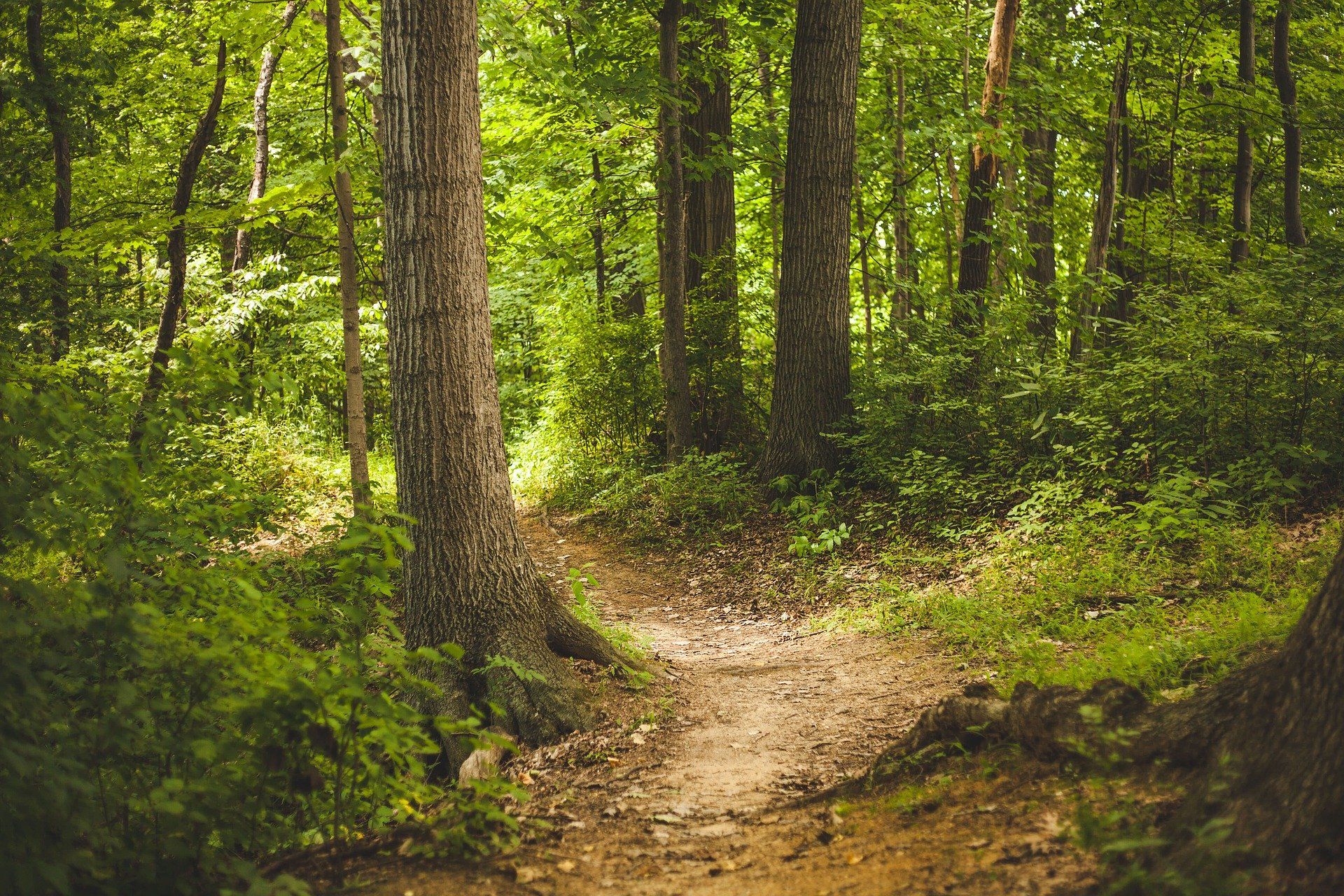 Los muchos beneficios para la salud de caminar por el bosque / Foto: Pixabay