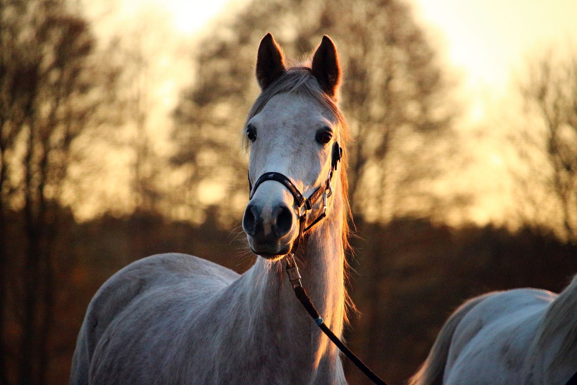 Los caballos pueden reconocer sus reflejos en los espejos / Foto: Pixabay