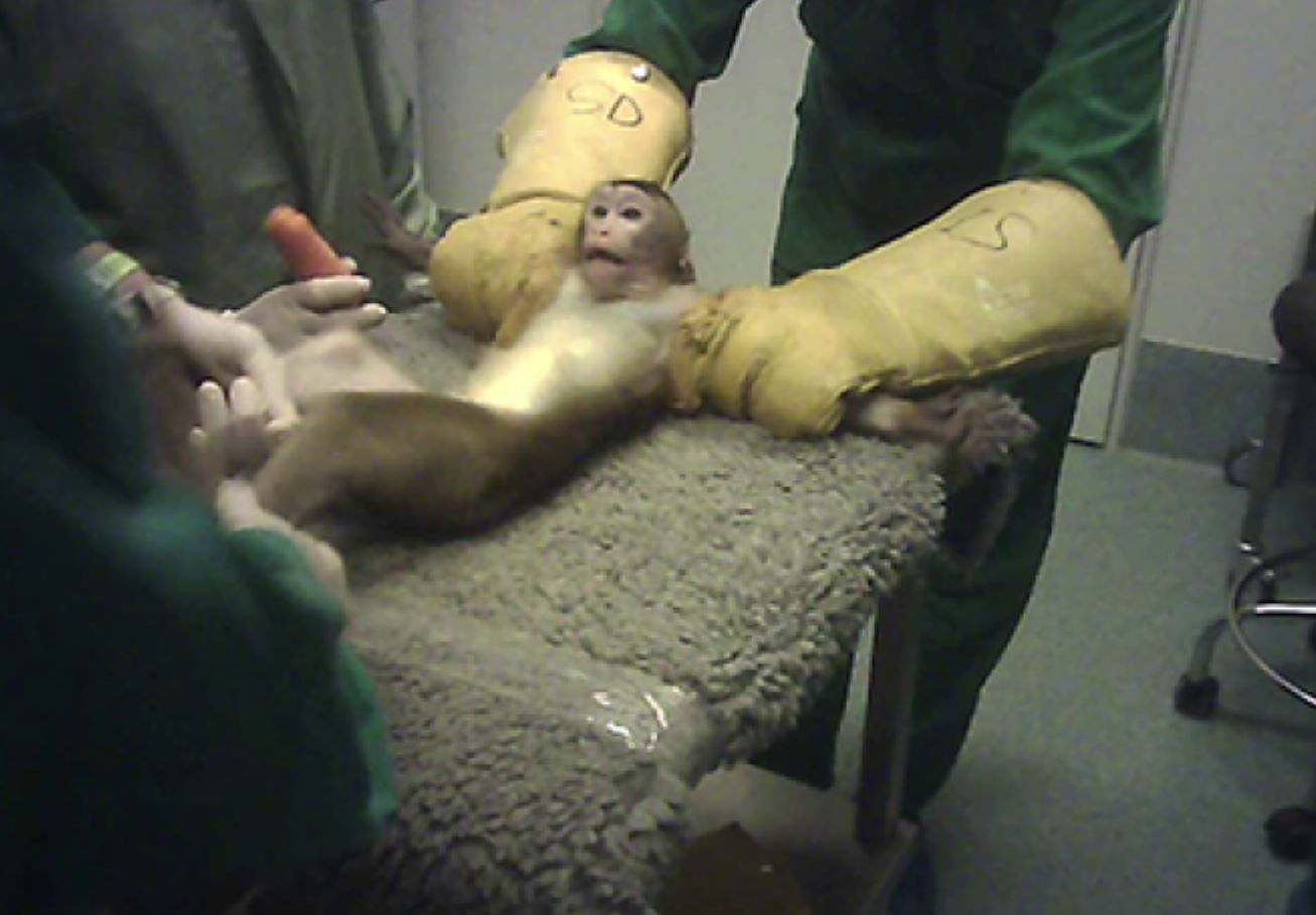 Imagen de cómo el personal de Vivotecnia maltrata, humilla y realiza prácticas presuntamente ilegales con los animales de experimentación / Imagen: CFI