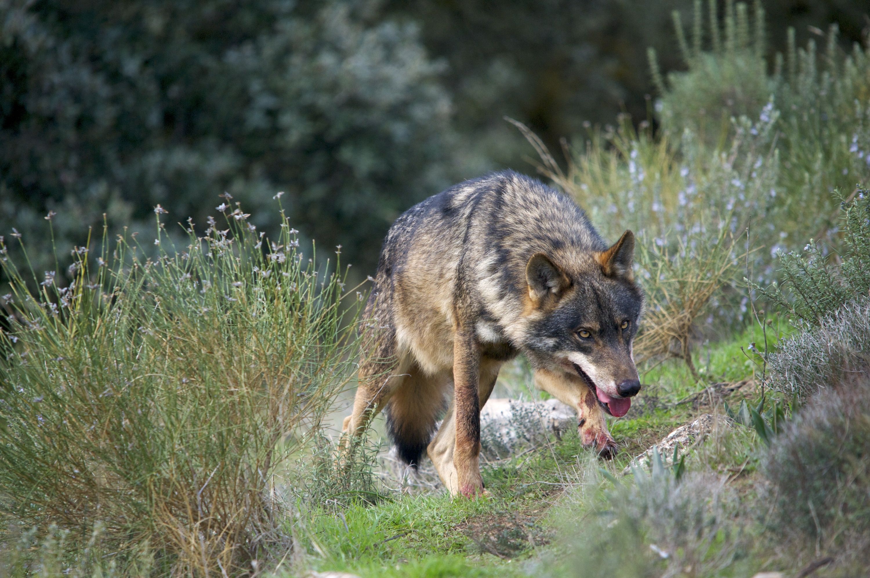 Lobo Iberico ('Canis lupus signatus'). Macho con la cabeza gacha, los ojos fijos, las fauces abiertas, las piernas manchadas de sangre / Foto: Arturo de Frias Marques - Wikimedia