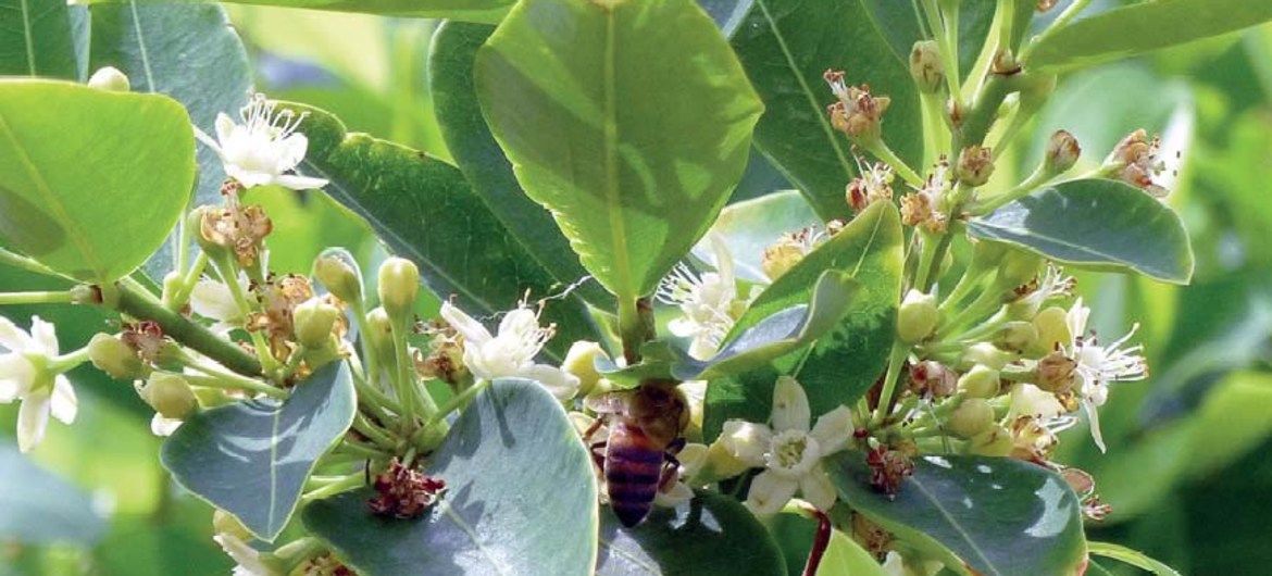 Planta de coca. La estrategia antidroga es la fumigación con glifosato / Foto: ONU