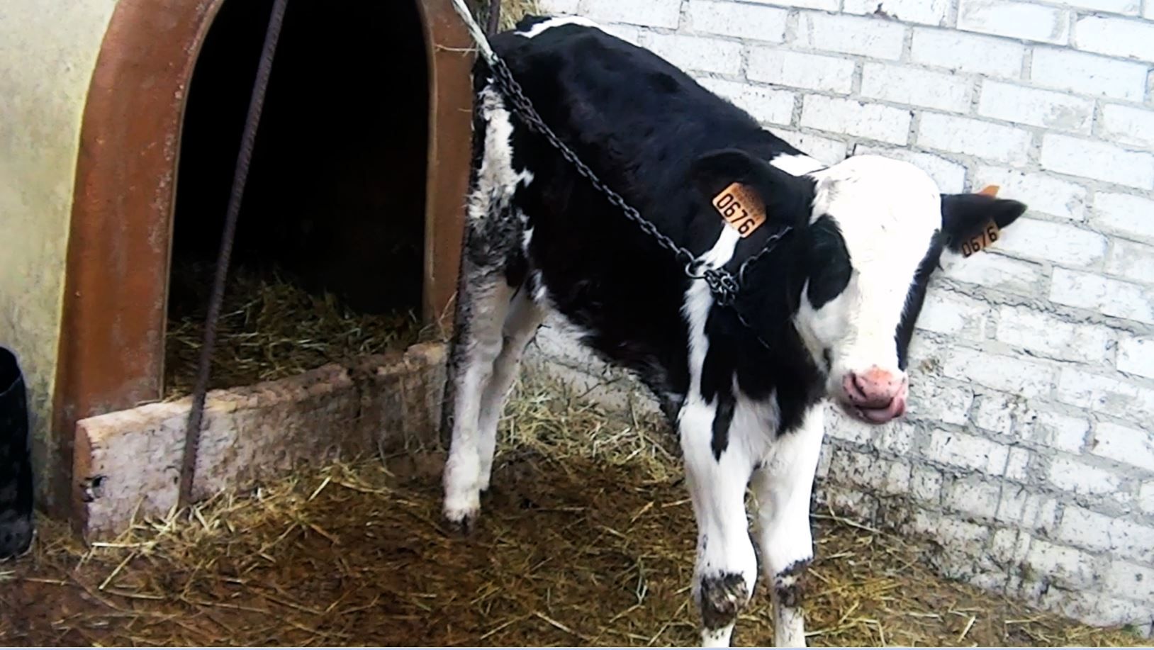 Ternero encadenado en unas de las granjas de lácteos relacionadas con Spar / Foto: Equalia