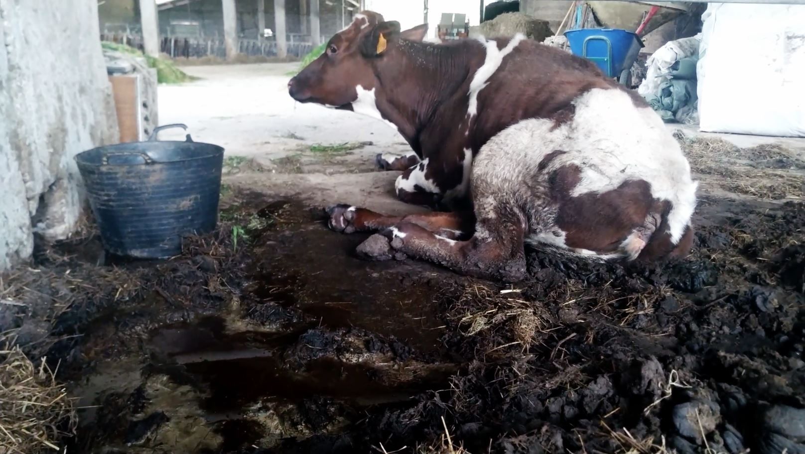 Vaca de una de las instalaciones tumbada entre excrementos / Foto: Equalia