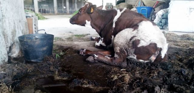 Vaca de una de las instalaciones tumbada entre excrementos / Foto: Equalia