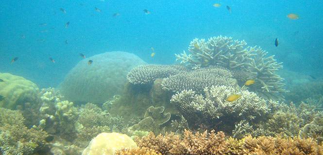 Arrecife de coral saludable en la Gran Barrera de Australia / Foto: AIMS