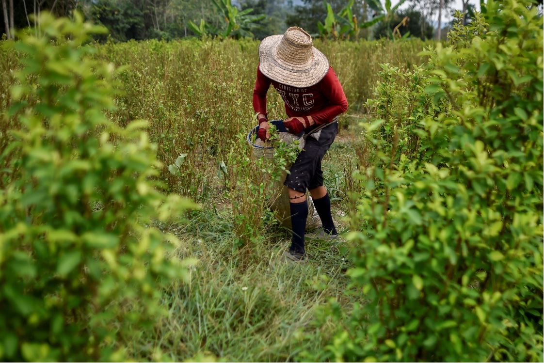 Los campesinos de Colombia rechaza la vuelta de las fumigaciones con glifosato / Foto: Wikipedia