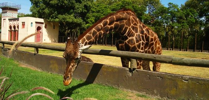 Una cincuentena de animales permanecerán en el recinto. Reinventar el zoo / Foto: Nicolás S - Wikipedia
