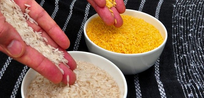 Muestras de arroz dorado y del blanco convencional / Foto: International Rice Research Institute - Wikipedia