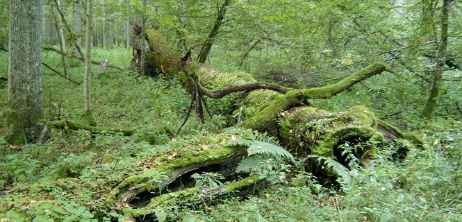 El 50% de la biodiversidad de este ecosistema depende de la madera muerta / Foto: Ralf Lotys - Wikipedia