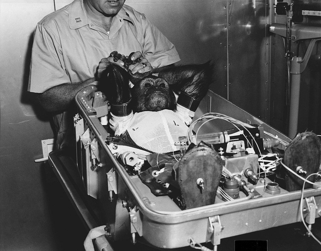Enos, el chimpancé espacial antes de entrar en la cápsula Mercury-Atlas 5 en 1961. Experimentación / Foto: EP