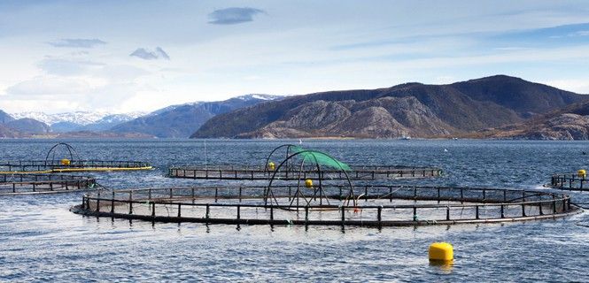 Un centro de producción de salmones en Noruega, el primer productor y exportador del mundo / Foto:  Evgeny Sergeev