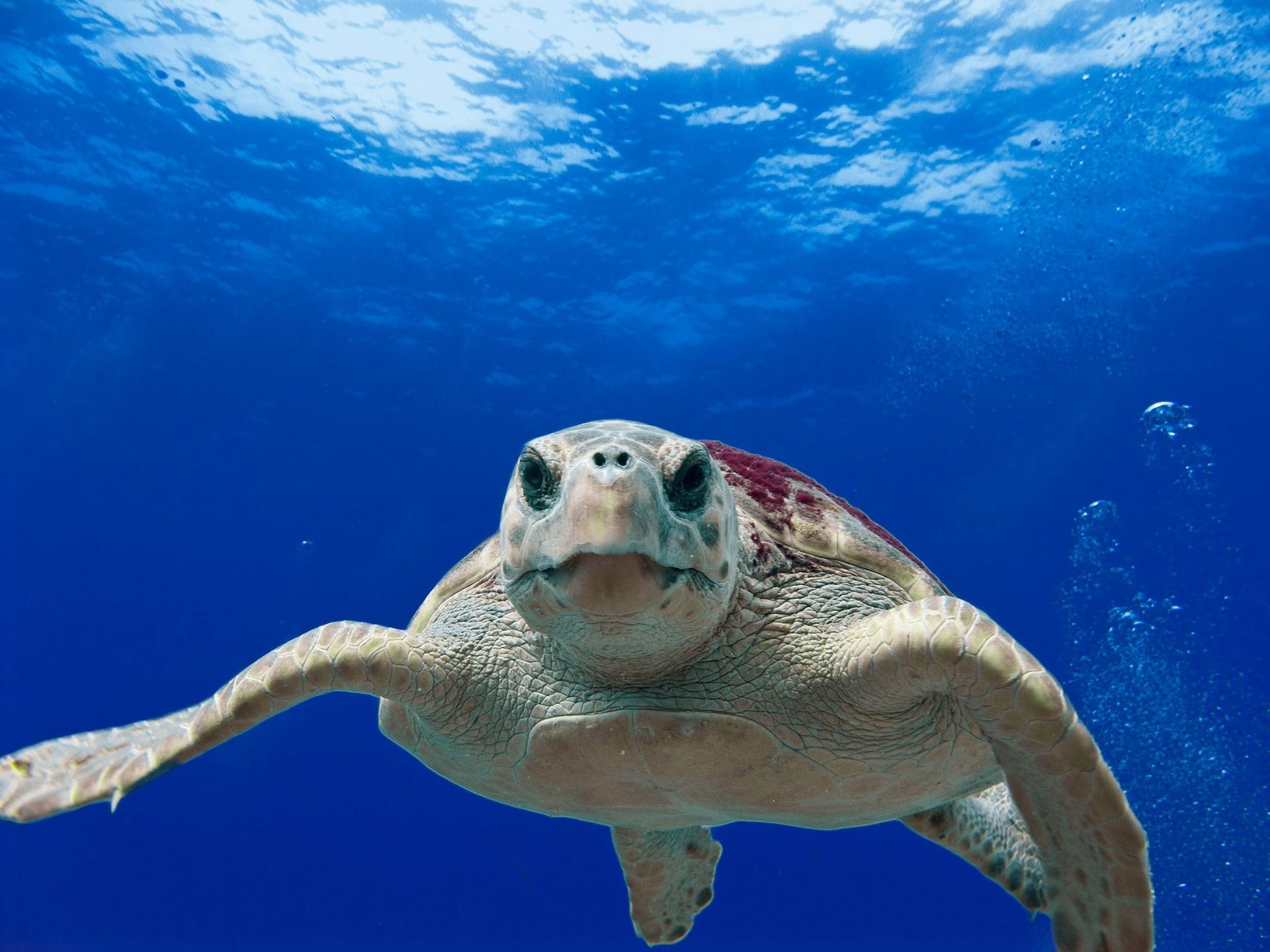 Las tortugas Boba son ejemplares de quelonios marinos presentes en el Mediterráneo / Foto: David Mark - Pixabay