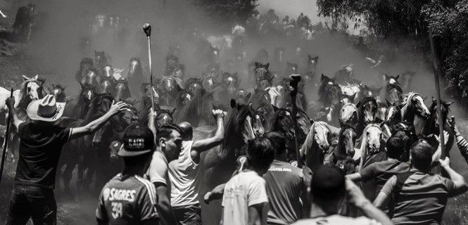 La manada avanza hacia Sabucedo entre una nube de polvo / Foto: Javier Arcenillas