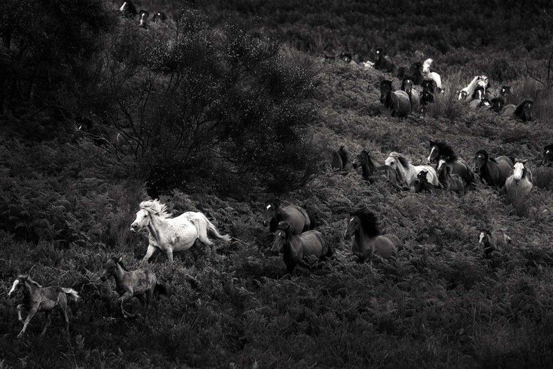 Perseguidos por los 'aloitadores', un grupo de caballos bajan de las montañas donde viven en semilibertad todo el año / Foto: Javier Arcenillas