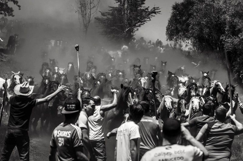 La manada llega al trote al pueblo de Sabucedo levantando a su paso una gran nube de polvo / Foto: Javier Arcenillas