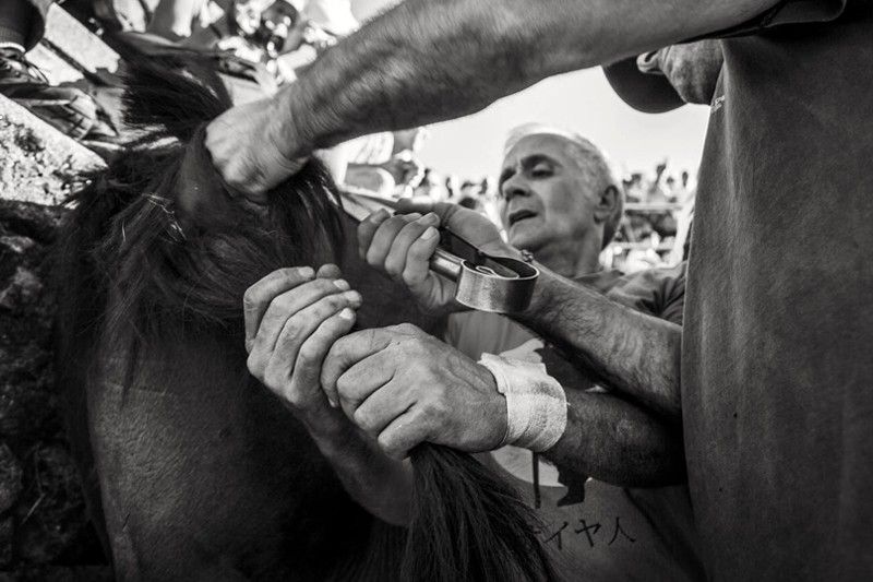 Momento en que dos 'aloitadores' cortan las crines de un caballo, actividad que da nombre a la tradición / Foto: Javier Arcenillas