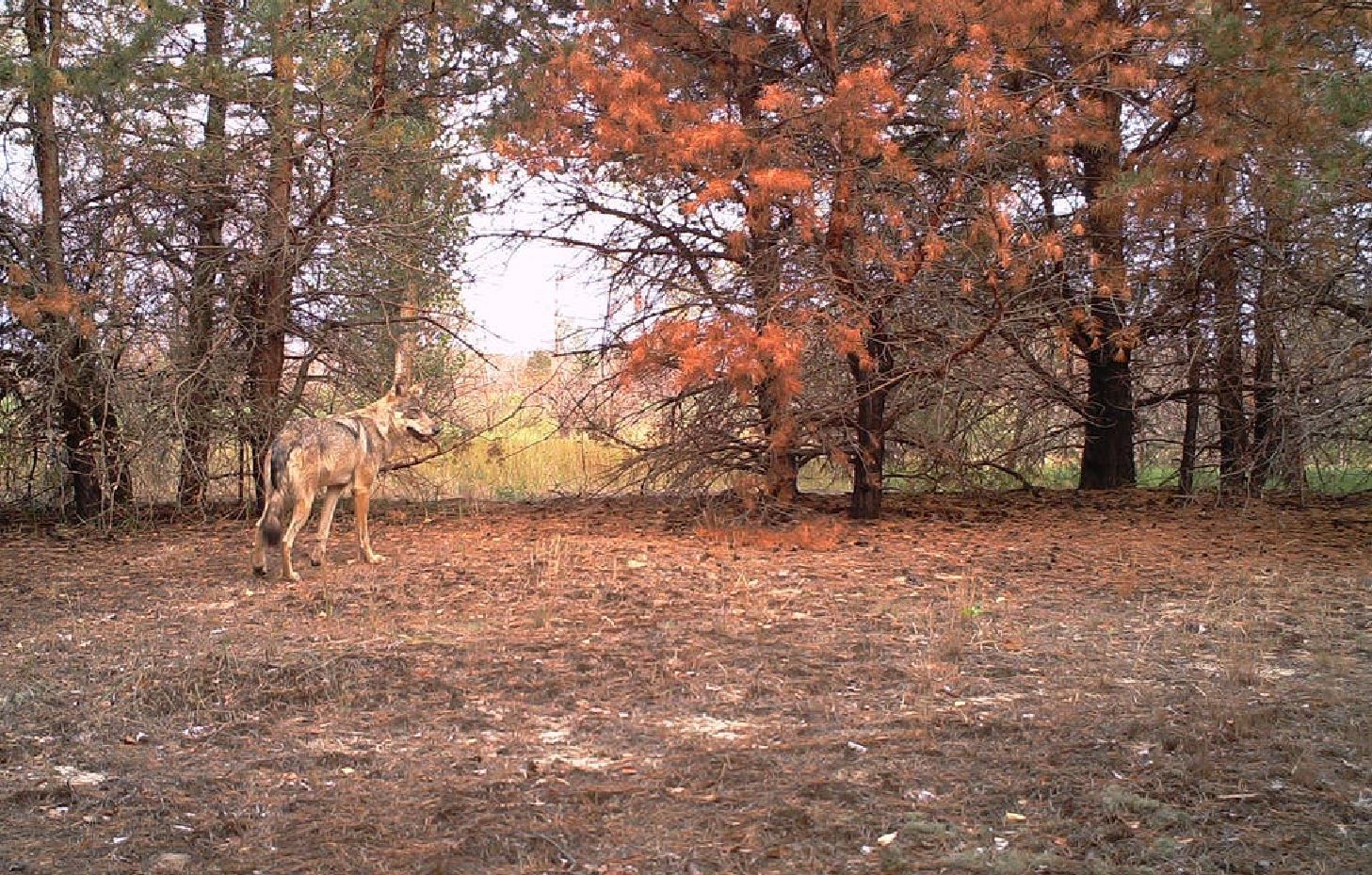 Ejemplar de lobo en el interior del bosque rojo de la zona de exclusión de Chernóbil, Ucrania, en septiembre de 2016 / Foto: Nick Beresford, Sergey Gashchack - The Conversation