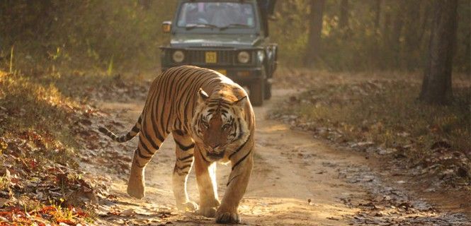 Un tigre en la reserva BRT del estado sureño indio de Karnataka / Foto: Sandip Dey - Survival