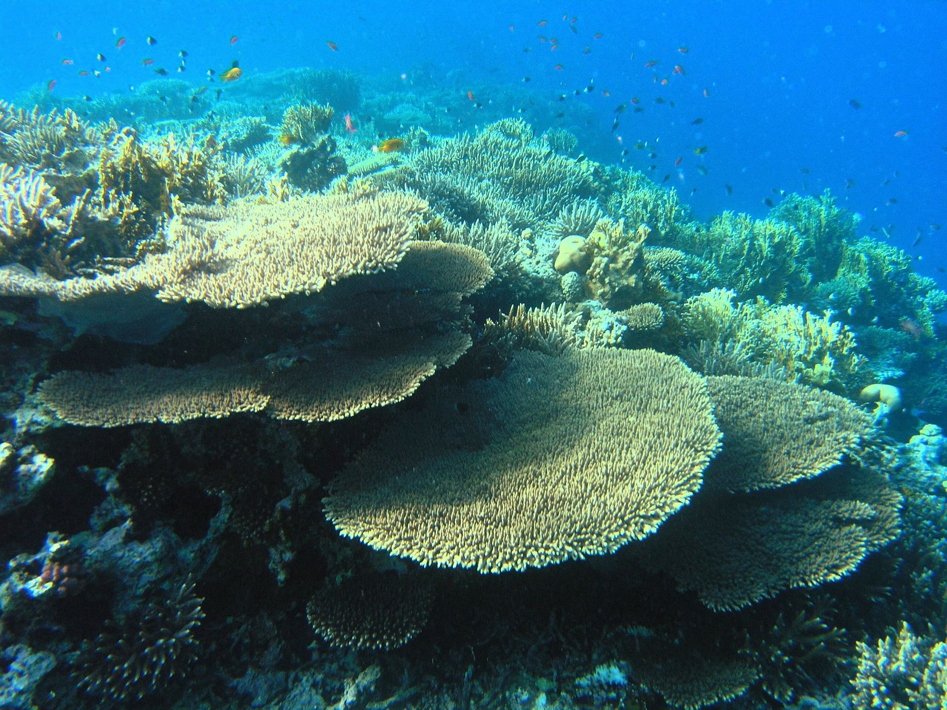La disminución del plancton afecta la totalidad de la vida marina / Foto: Pixabay