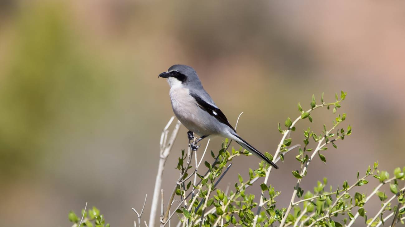 El alcaudón real presenta un declive del 62,6%, como muchas otras aves / Foto: SINC