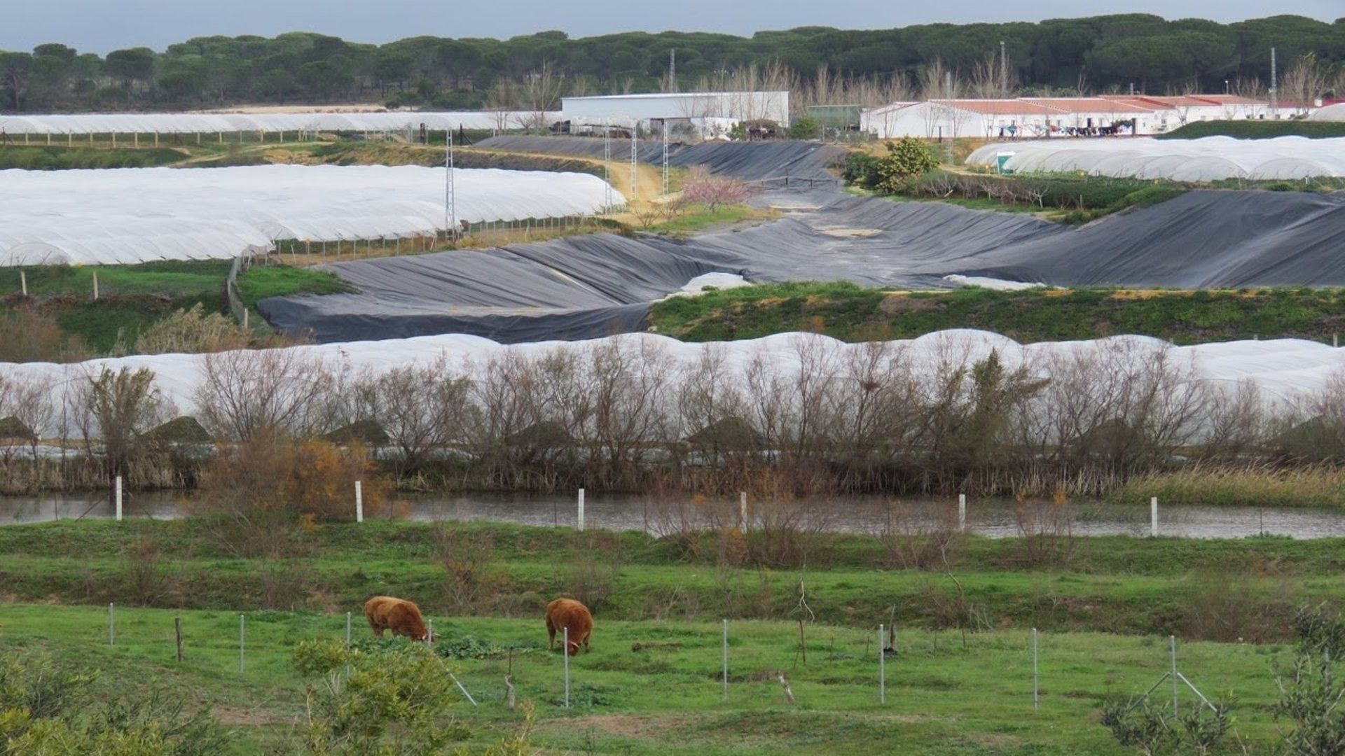 Cultivo bajo plástico en la provincia de Huelva. Doñana / Foto: EP