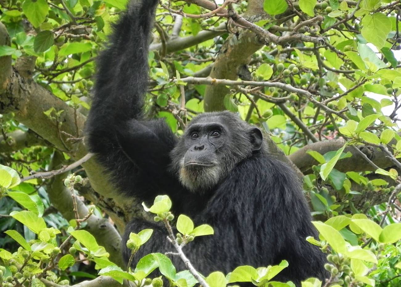 El número de chimpancés en el Parque Nacional de Gombe ha bajado hasta 95 / Foto: Thomas Gillespie - SINC