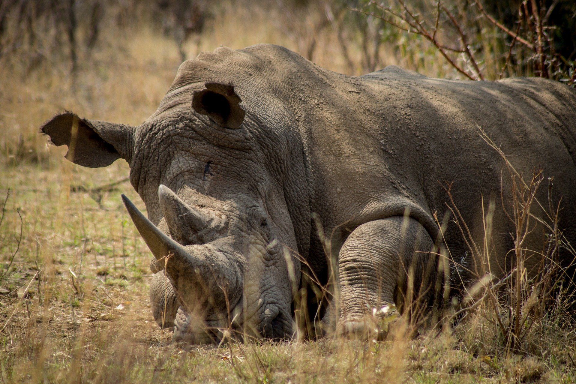 Rinoceronte muerto. La caza furtiva masiva supone el declive poblacional y la posible extinción de un gran número de especies / Foto: Pixabay