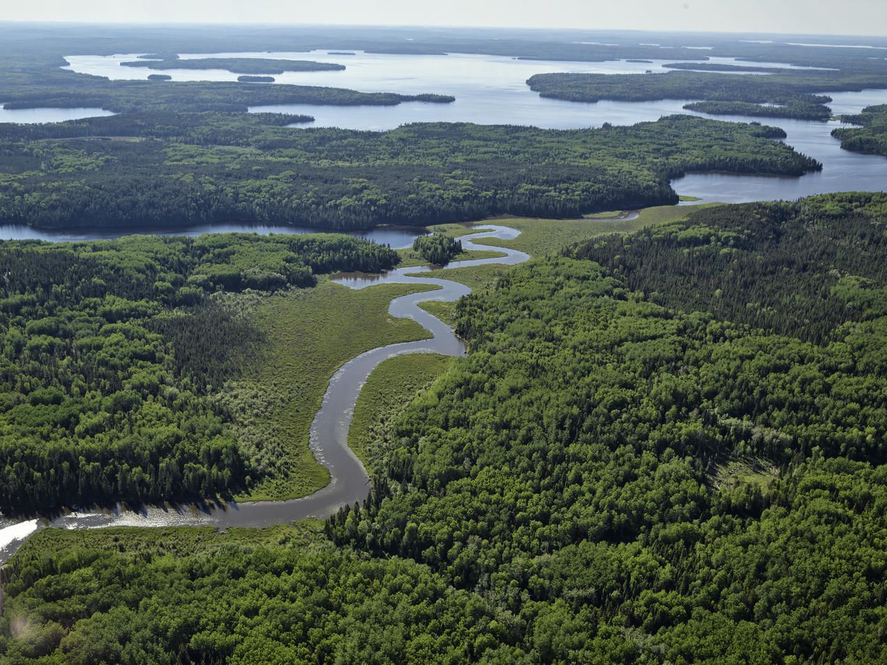 En el bosque boreal los vientos se han calmado debido al cambio climático / Foto: Wikipedia