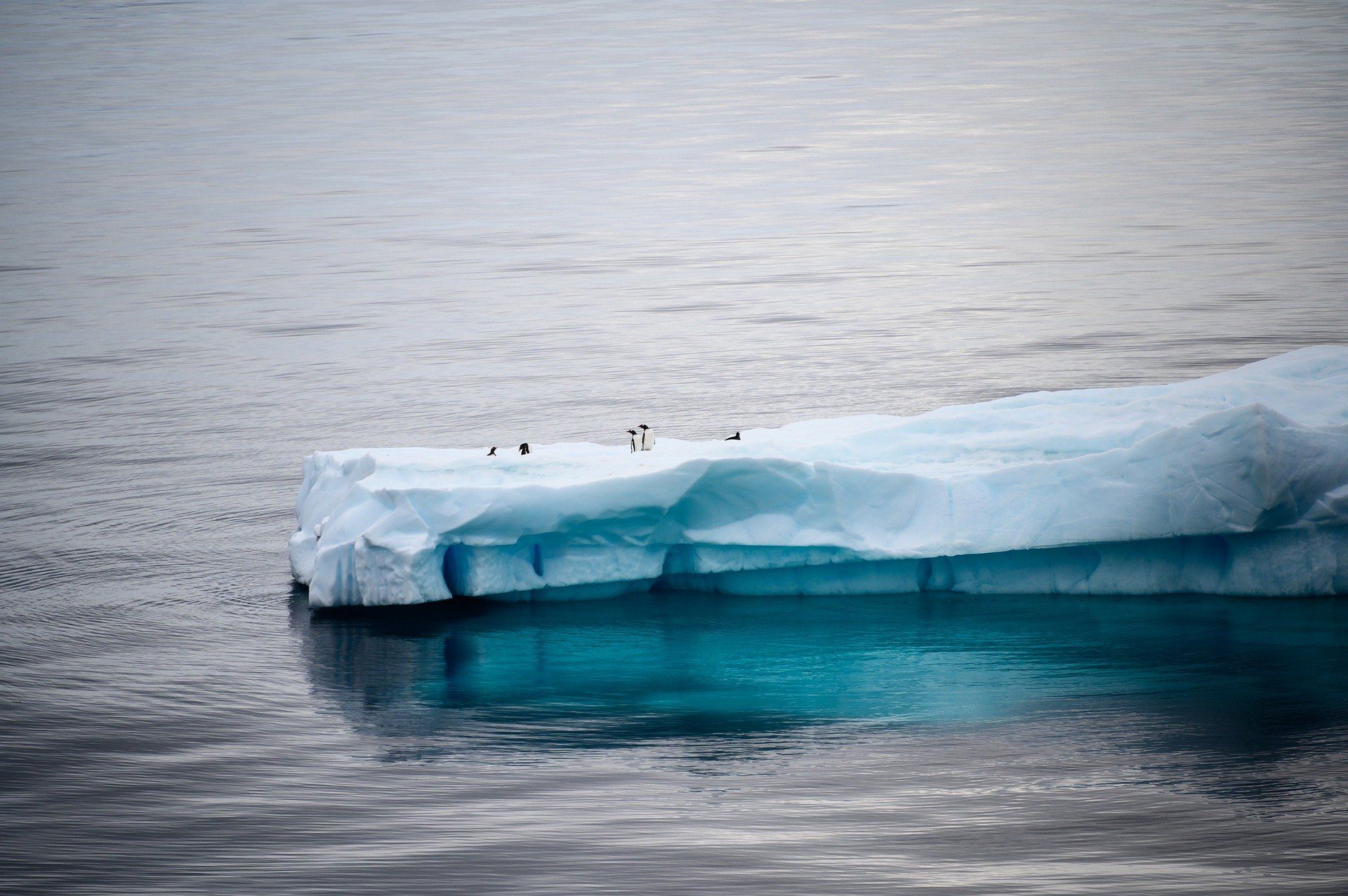 El deshilo de la Antártida desprende grandes icebergs. Nivel del mar / Foto: Andrea Spallanzani - Pixabay
