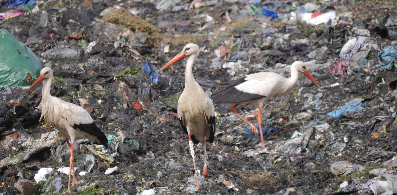 Es habitual ver cigüeñas blancas en vertederos buscando desperdicios de alimentos / Foto:  David González del Portillo