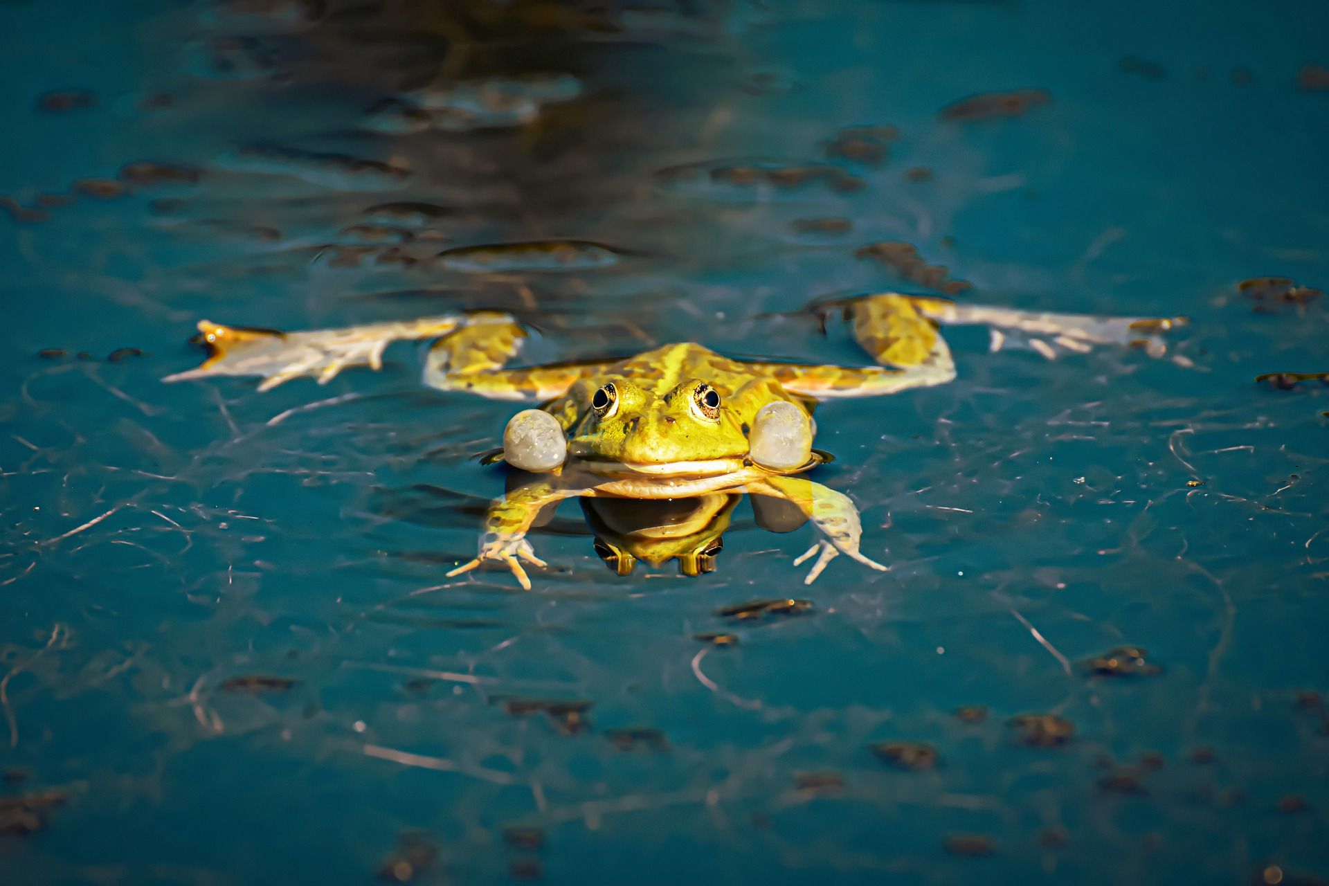 Las ranas son anfibios que están en declive en muchos sistemas acuáticos / Foto: Pixabay