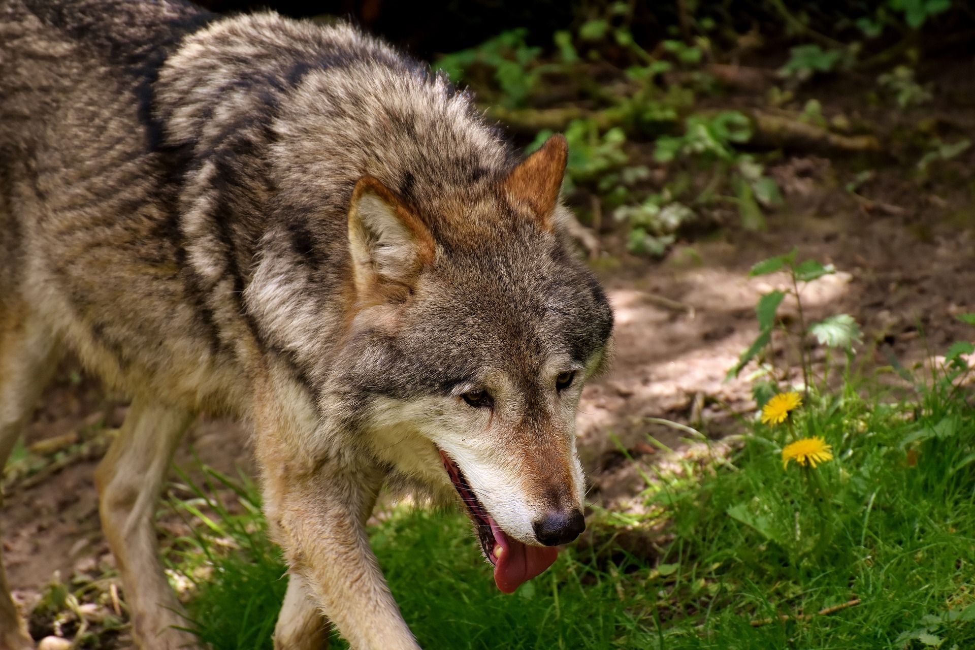 WWF pide a CyL  que suspenda la subasta de caza de los últimos 12 lobos / Foto: Pixabay