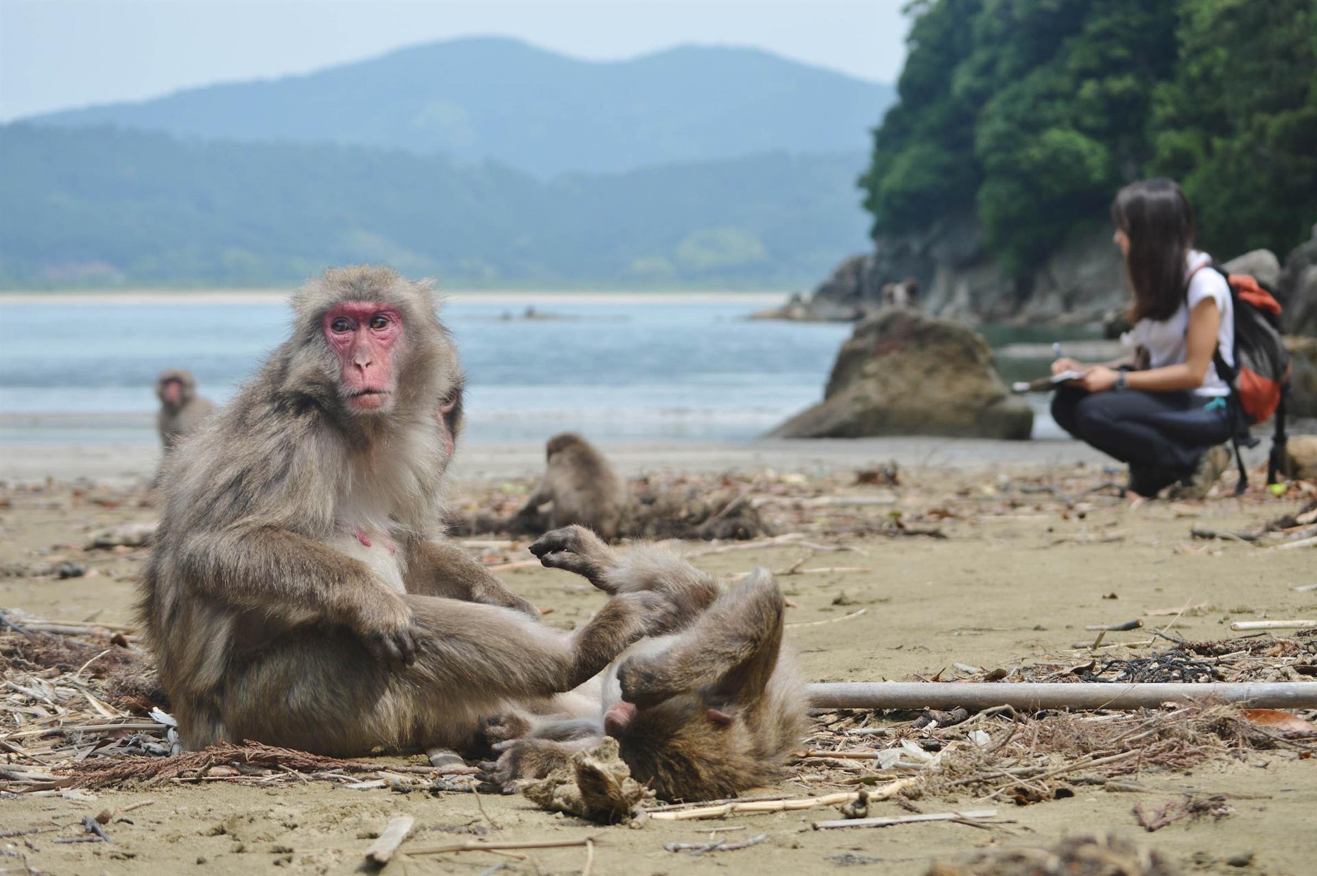 La doctora Alba Castellano, durante los experimentos con macacos en la isla japonesa de Koshima / Foto: EP
