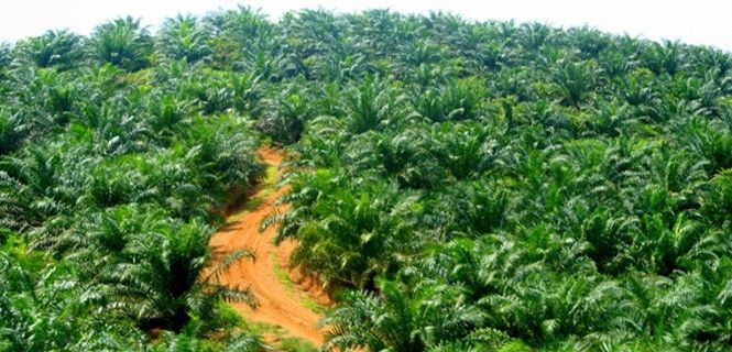 Palmeras africanas de aceite en el estado malasio de Sabah, en la gran isla de Borneo / Foto: Mongabay.com