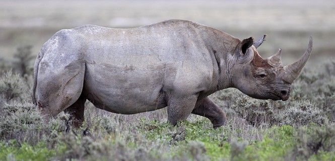 Un rinoceronte negro en el Parque Nacional de Etosha, Namibia / Foto: Yathin S.Krishnappa - WMC