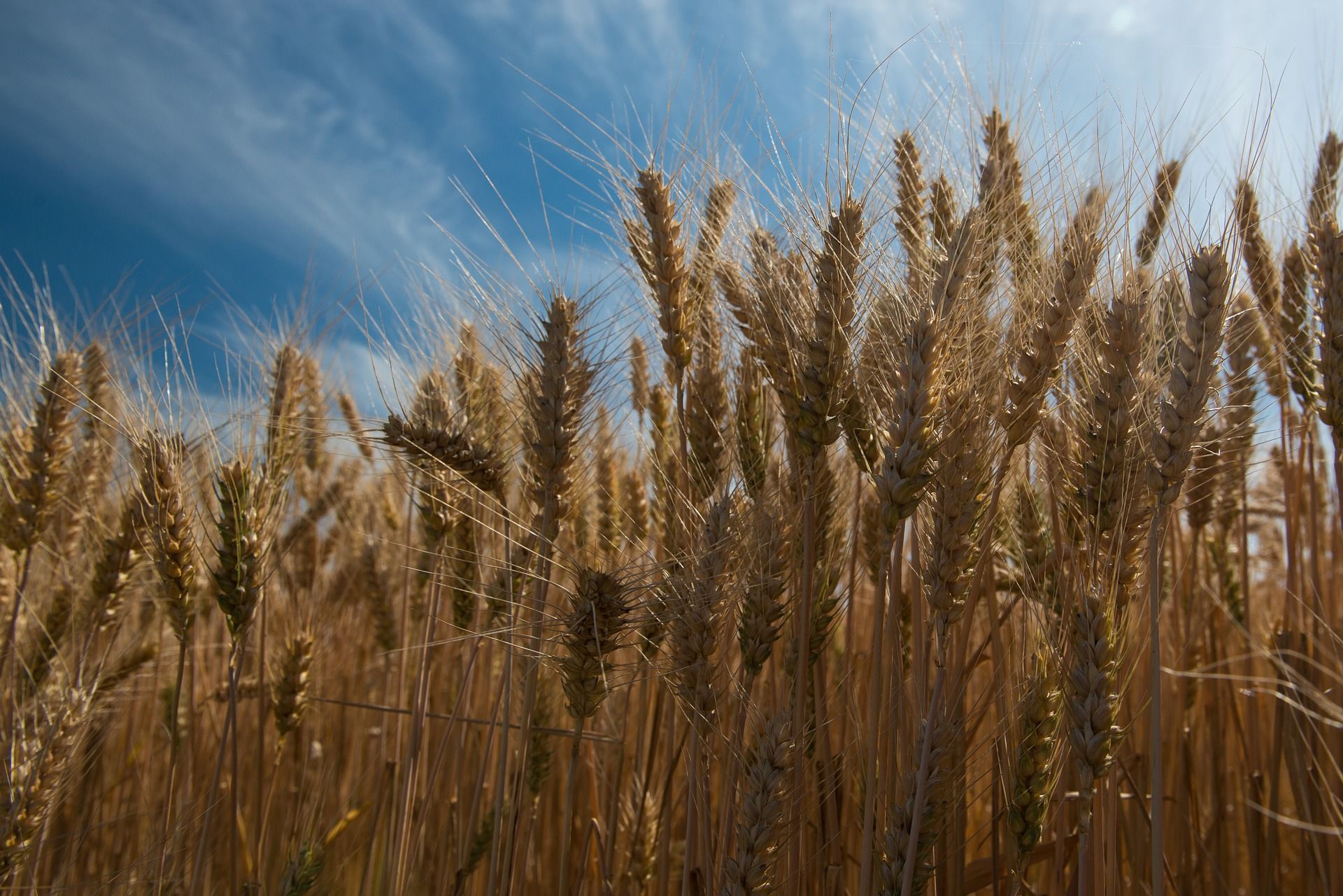 La seguridad alimentaria en peligro por el cambio climático / Foto: Jan Hrasko - Pixabay